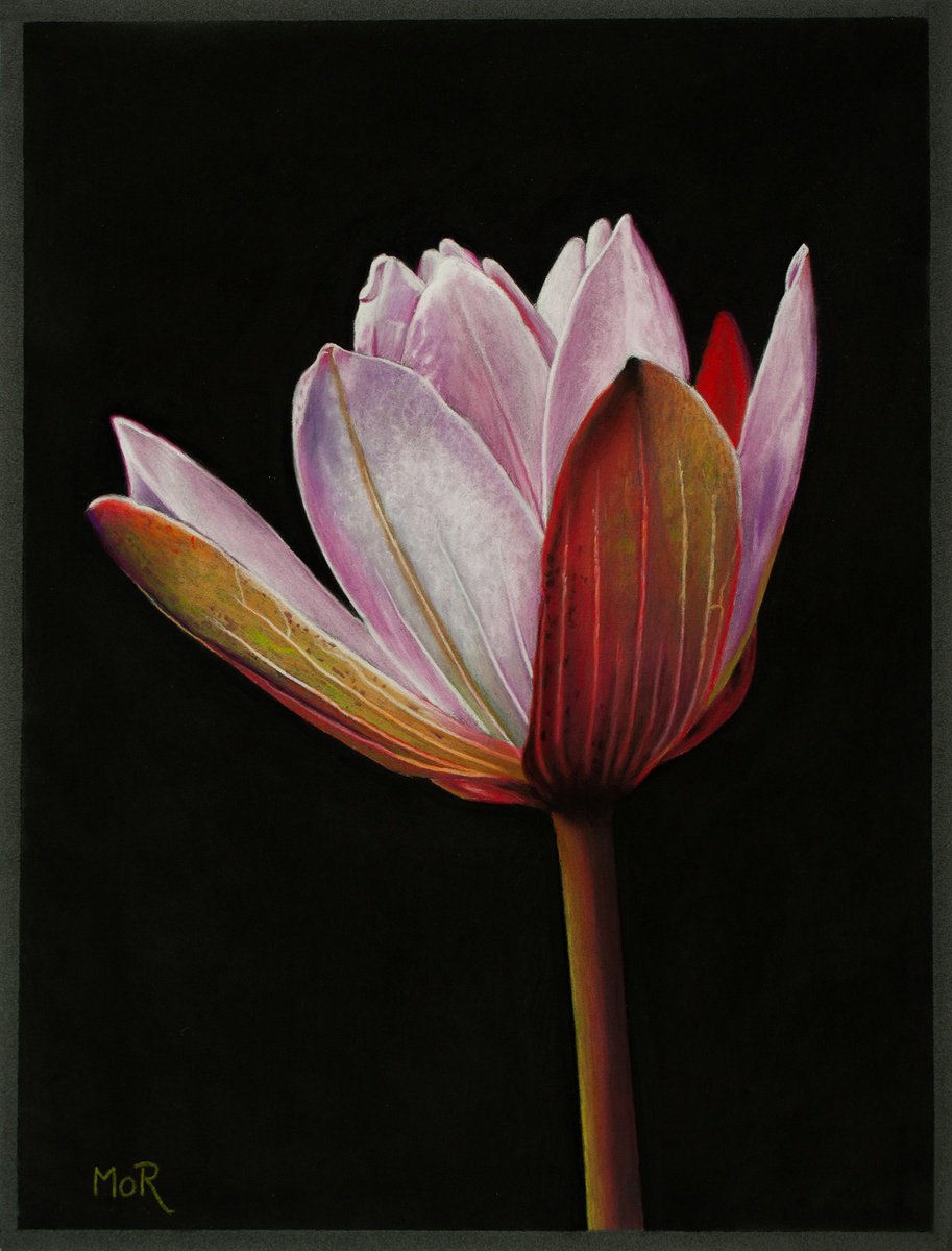 Pink Lotus by Dietrich Moravec