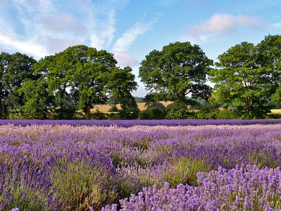 Hampshire Lavender Fields