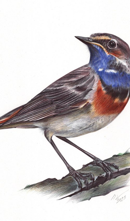 Bluethroat by Daria Maier