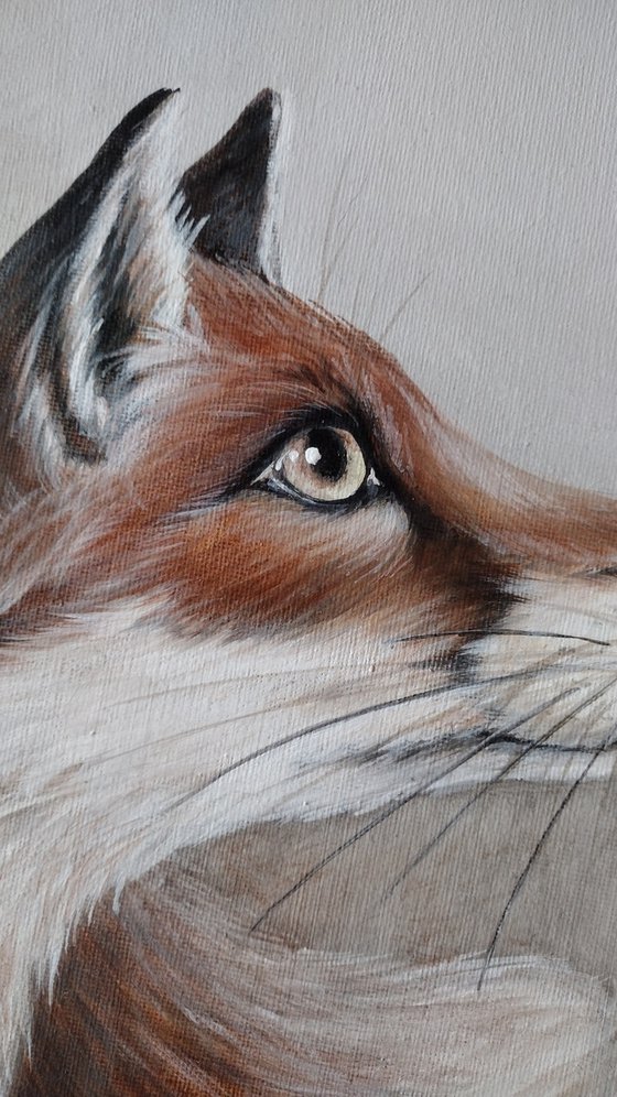 Red Fox