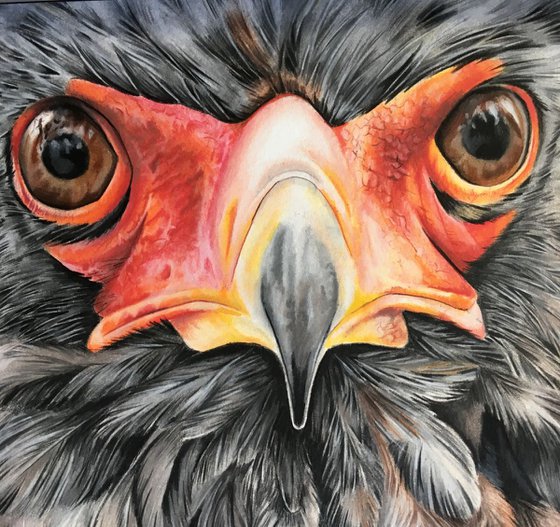 The Bateleur Eagle