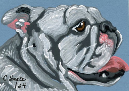 White English Bulldog by Carla Smale