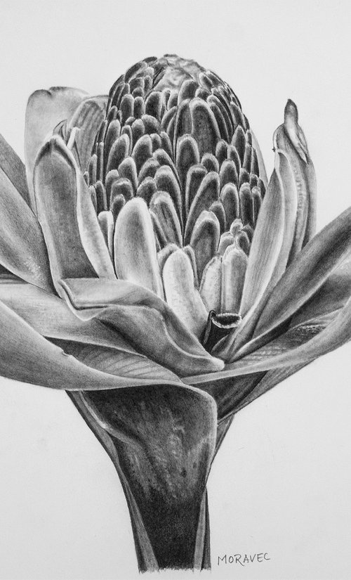 Torch Ginger Blossom by Dietrich Moravec