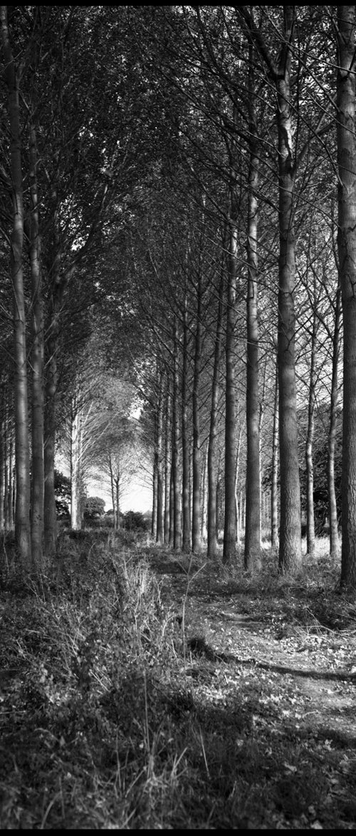Edition 4/10 - Wickham Skeith, Suffolk by Paul Cooklin