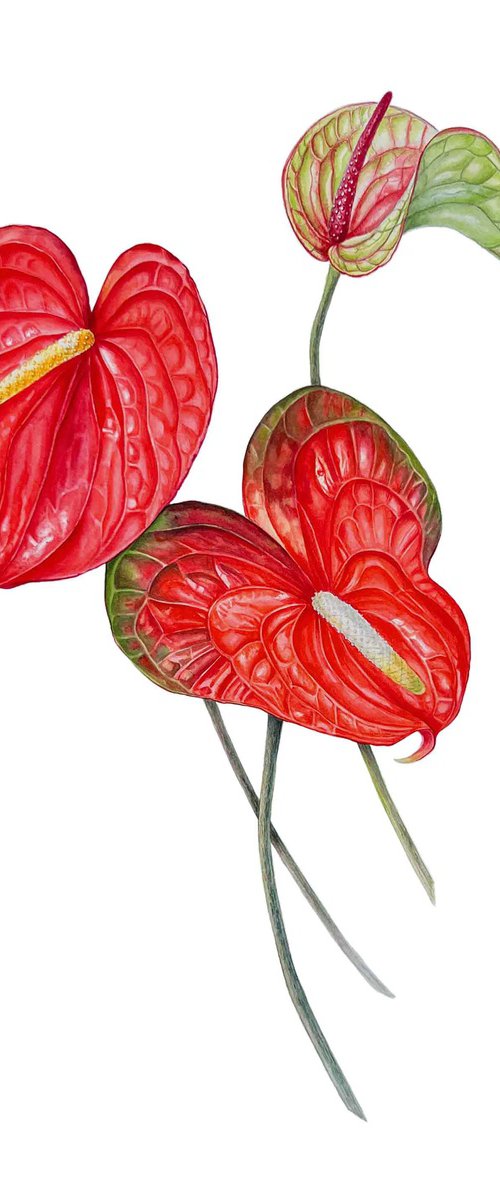 Anthuriums. by Nataliia Kupchyk