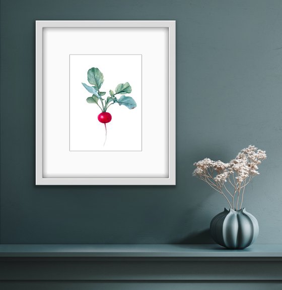 Radish. Original watercolour artwork.