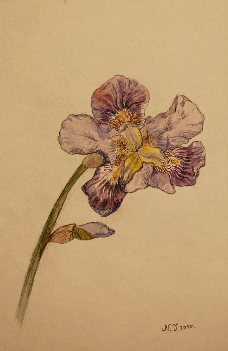 Iris I by Nikola Ivanovic