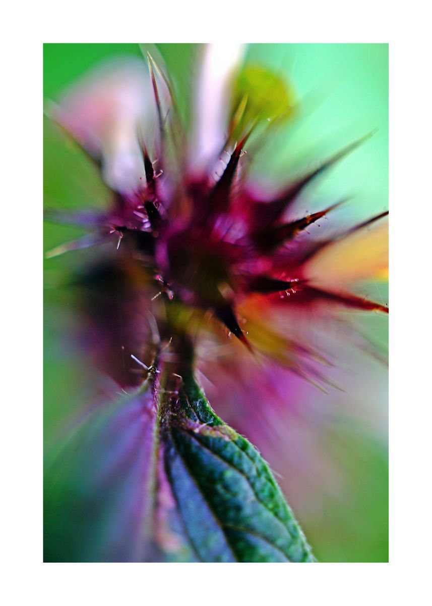 Abstract Pop Color Nature Photography 17 (LIMITED EDITION OF 15) by Richard Vloemans