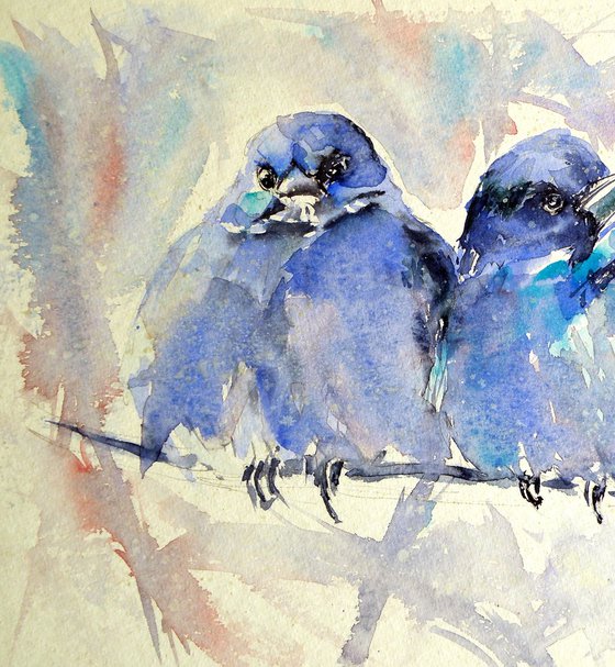 Mountain bluebirds