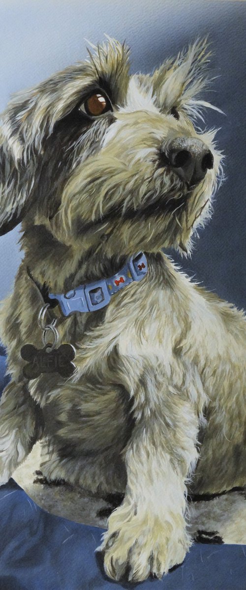 Alfie by Julian Wheat