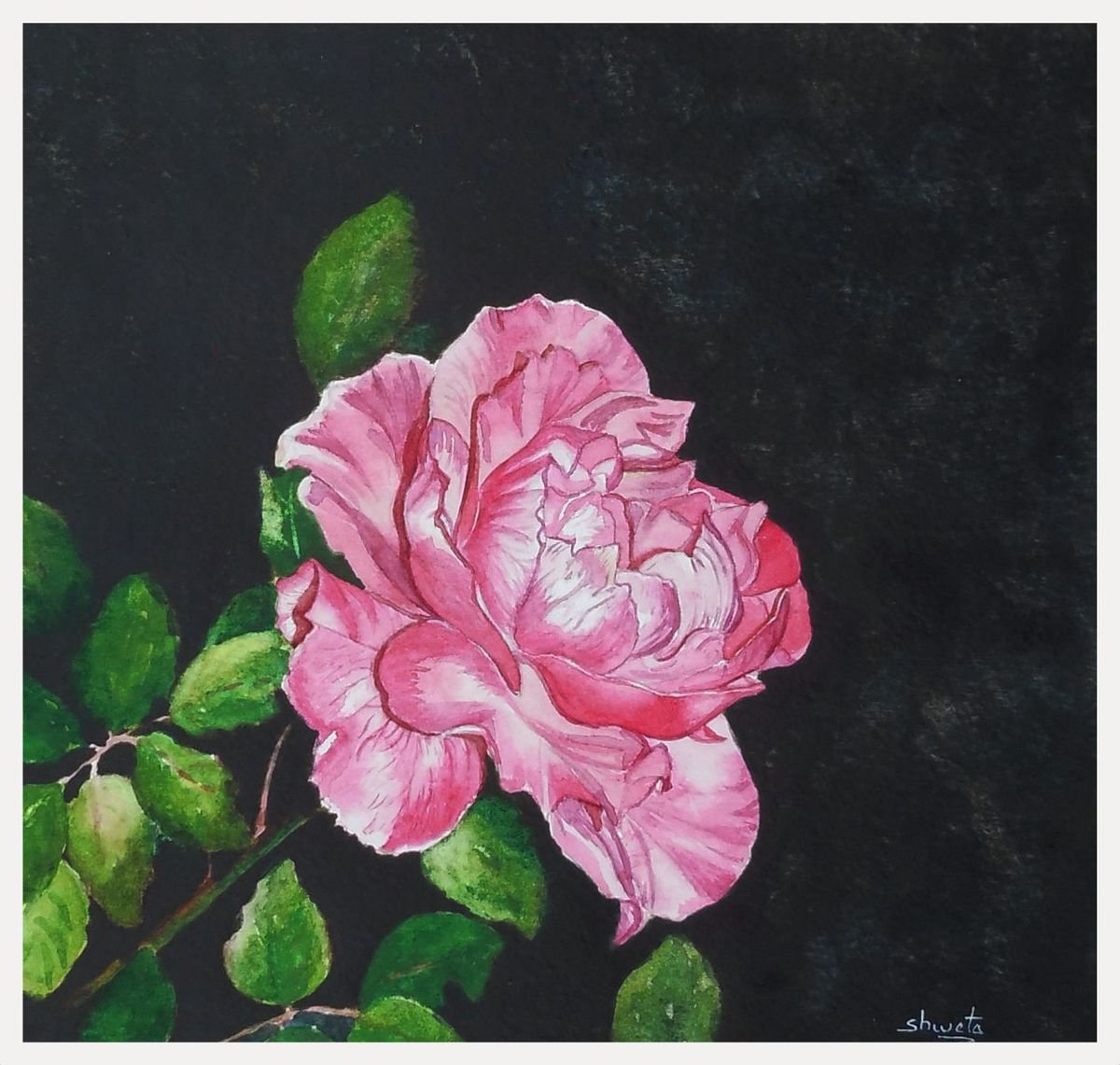 Pink Rose Flower by Shweta Mahajan