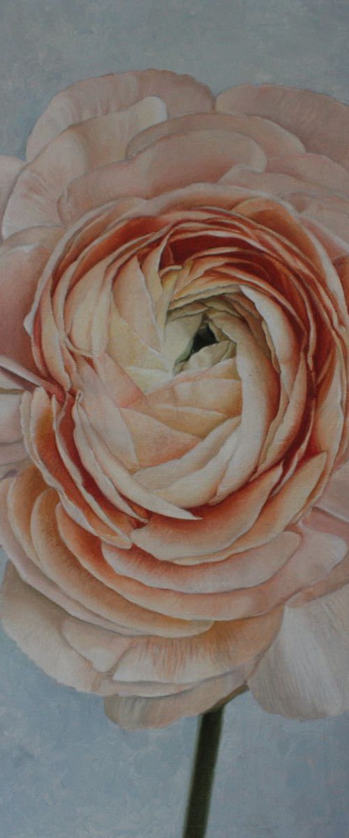 ranunculus by Julia Diven