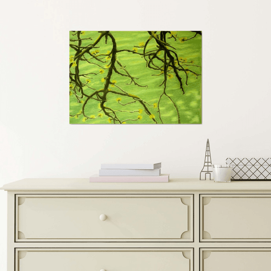 SPRING BRANCHES UNDER THE WATER
