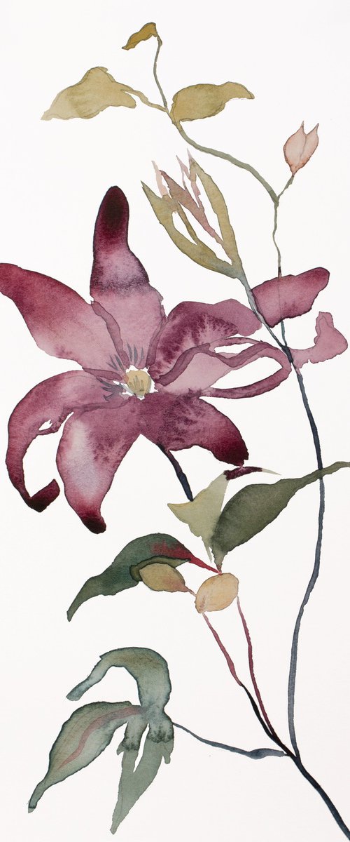 Clematis No. 2 by Elizabeth Becker