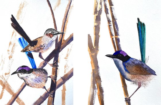 Purple-crowed Fairy-wrens
