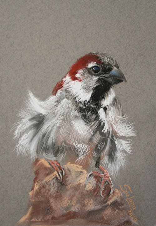 Breeze Came... Sparrow Portrait  5.8x8.3" /  ORIGINAL PAINTING by Salana Art Gallery