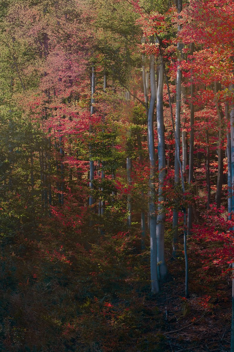 Impressionistic Landscape Photograph By Mariska Karto, 16 X 24", Blue Trees, Original Artwork