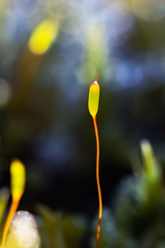 Mossy Awe - with passepartout