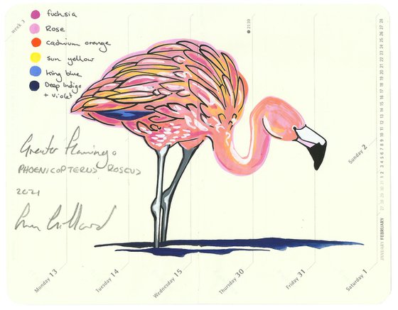 Birds of North America: Greater Flamingo