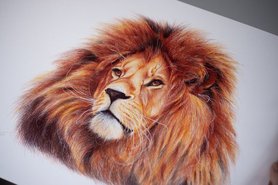 Lion - Animal Portrait