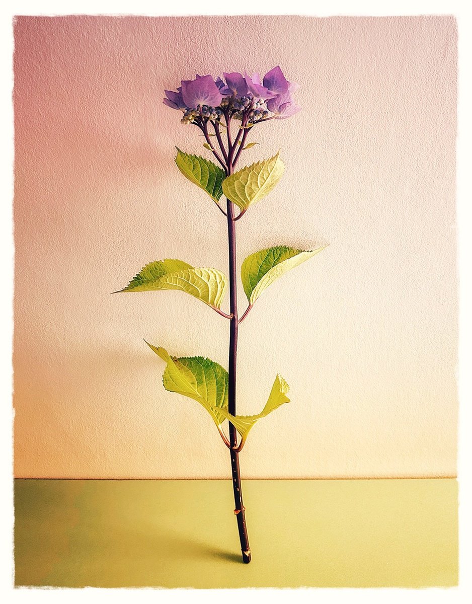 Expressive Botanical Photograph By Sarah Parsons, 12 X 15", One Blue Standing Hydrangea, Original Artwork