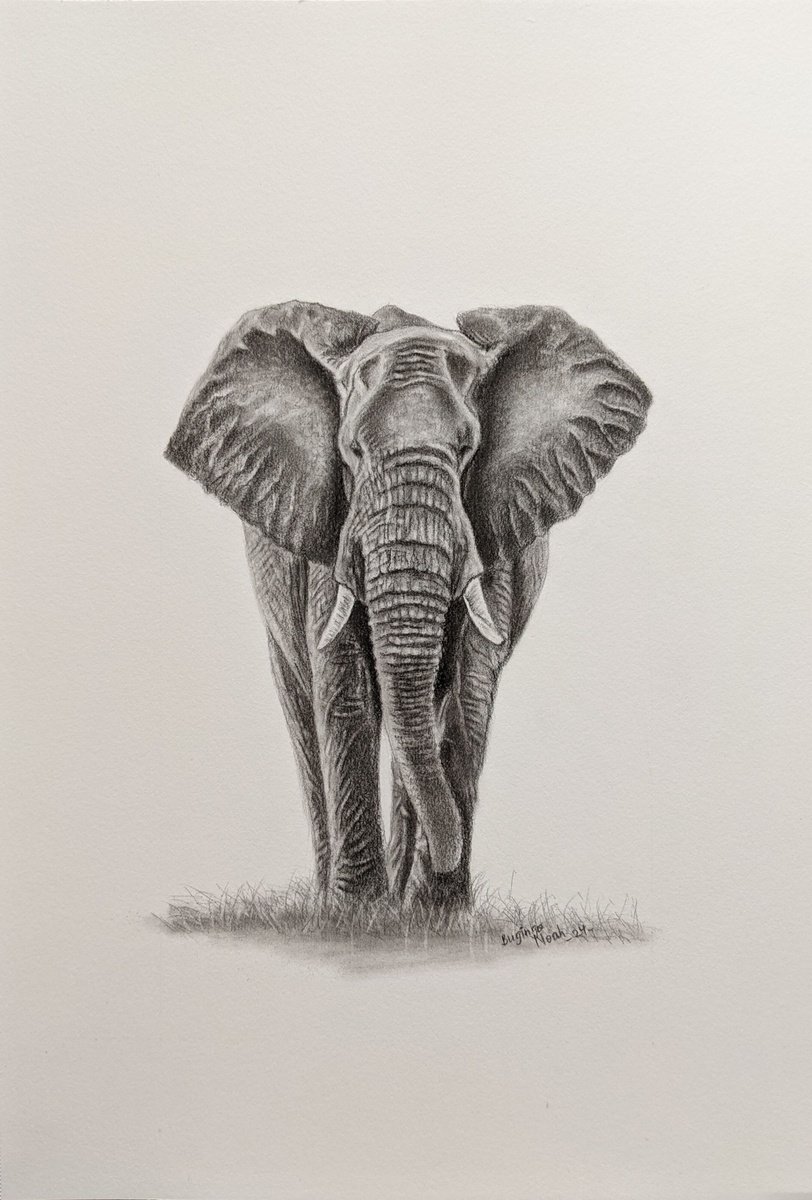 Photorealistic Animal Pencil Drawing By Bugingo Noah, 8 X 12, Elephant, Original Artwork