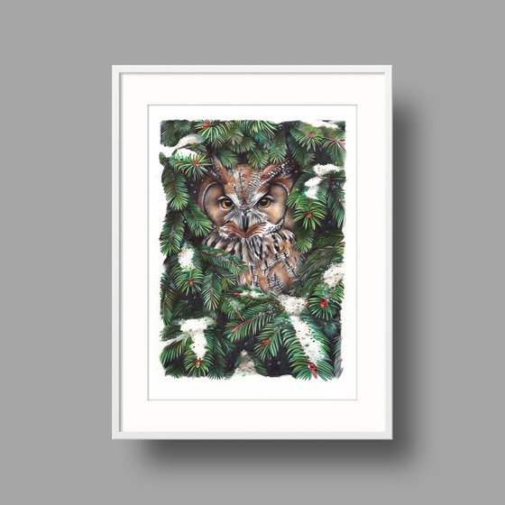 Owl in Spruce Branches