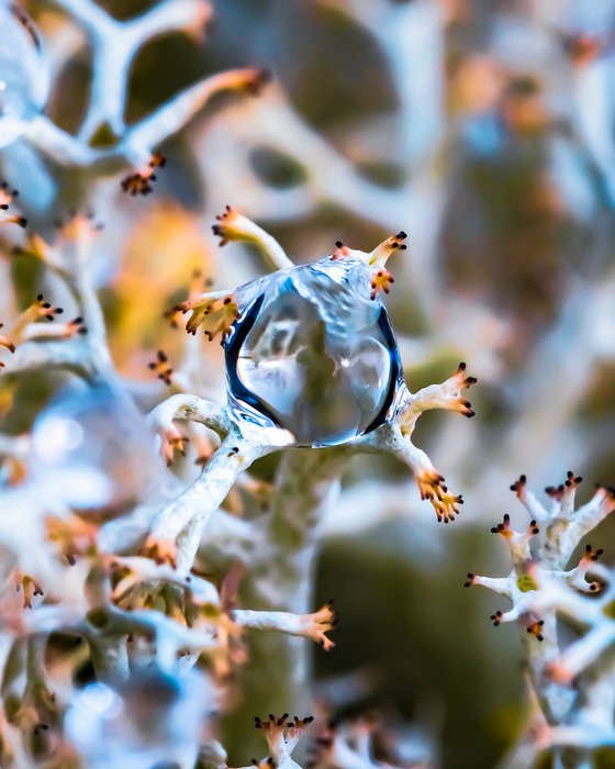 ALIEN - a macro photo of a Cladonia Stellaris lichen with the raindrop in it, forest of Sweden, 2021.