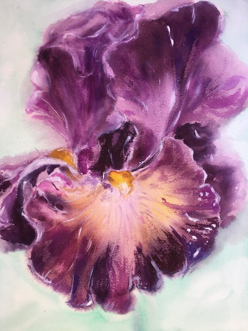 Violet Iris by Ksenia Lutsenko