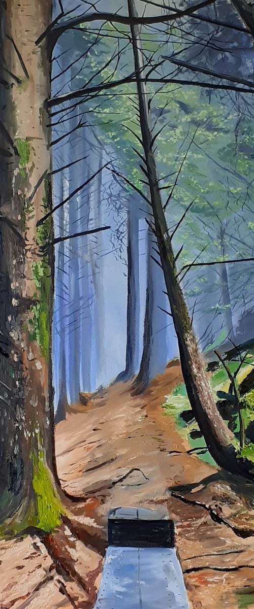 The Forest Walk by Cathal Gallagher