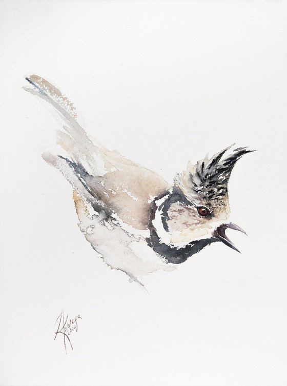 Crested Tit