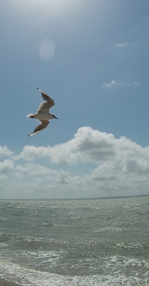 A flying seagull by Tim Saunders