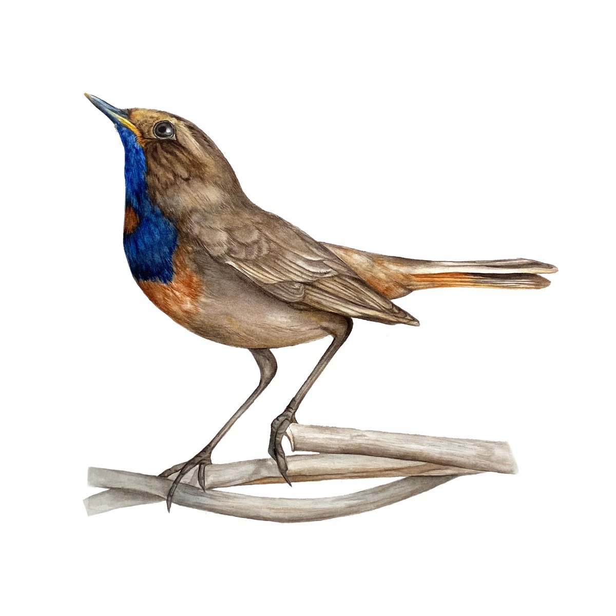 Impressionistic Animal Watercolour By Anna Lyashenko, 12 X 12, The Power Of Intention, Original Artwork