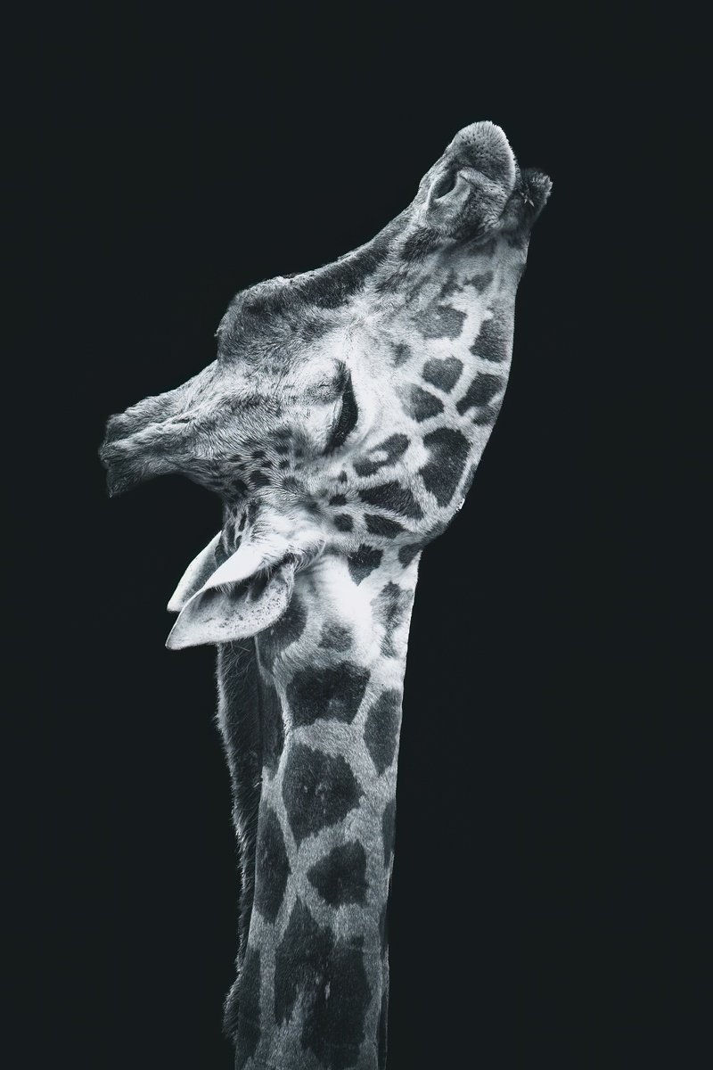 Animal Photograph By Paul Nash, 16 X 24", Straight Up Giraffe, Original Artwork