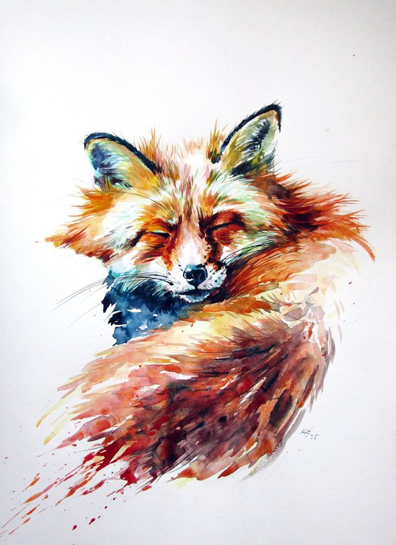 Sleeping red fox