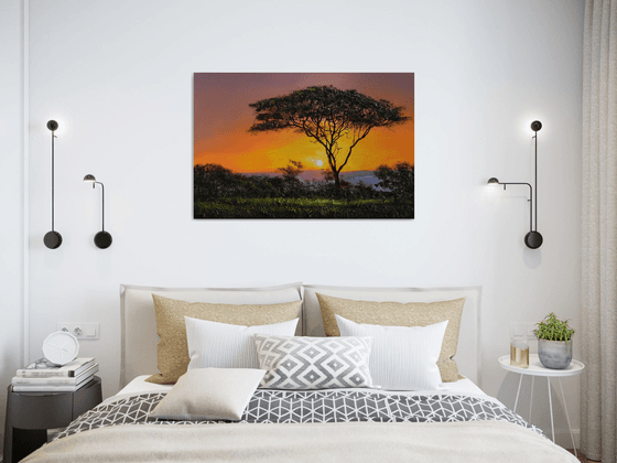 " Africa - Acacia tree " Special Price !!!