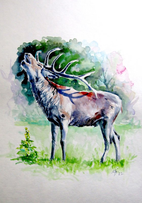 Stag roar II