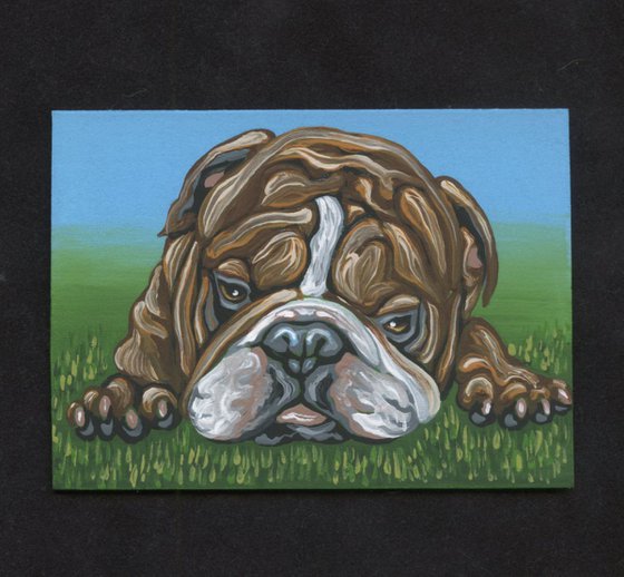 ACEO ATC Original Painting English Bulldog Pet Dog Art-Carla Smale