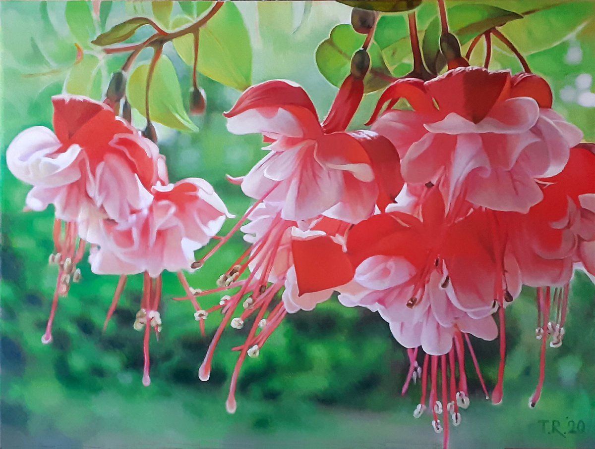 Fuchsia Flowers By Tatiana Rezvaya, 31 X 24, Artwork For Sale On Artfinder