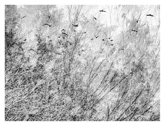 Midwinter #3 Limited Edition #1/25 Fine Art Photograph of Bare Winter Trees and Birds Flying