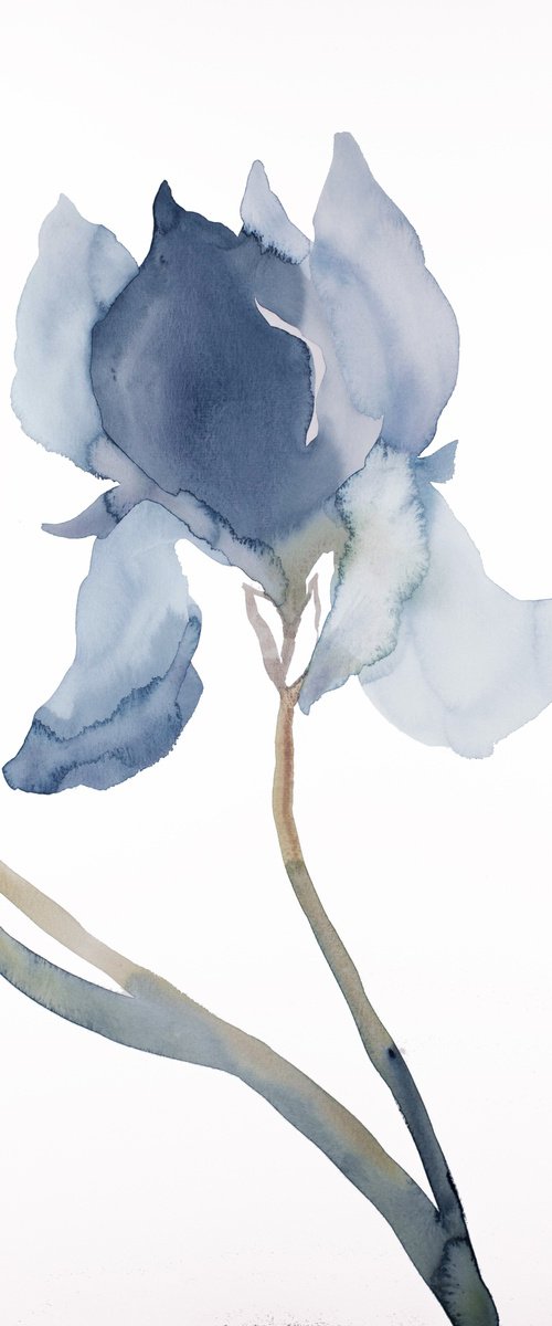 Iris No. 177 by Elizabeth Becker