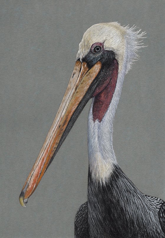 Original pastel drawing bird "Brown pelican"