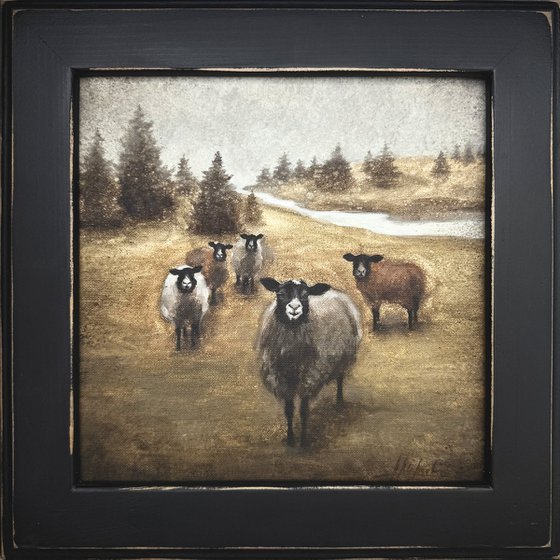 Curious sheep