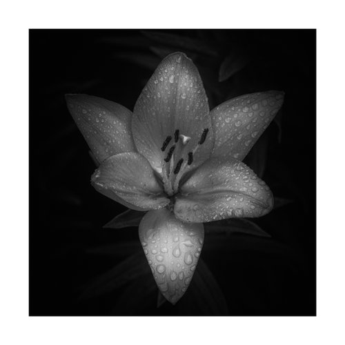 Lily Blooms Number 7 - 12x12 inch Fine Art Photography Limited Edition #1/25 by Graham Briggs