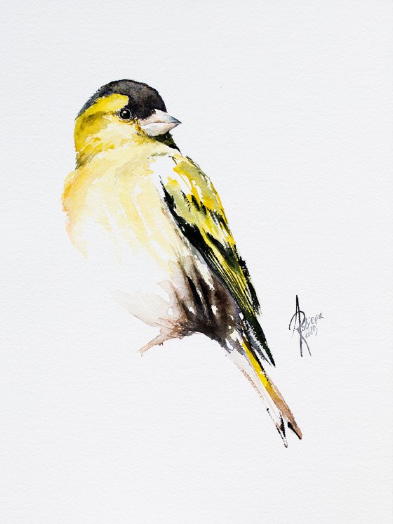 Siskin