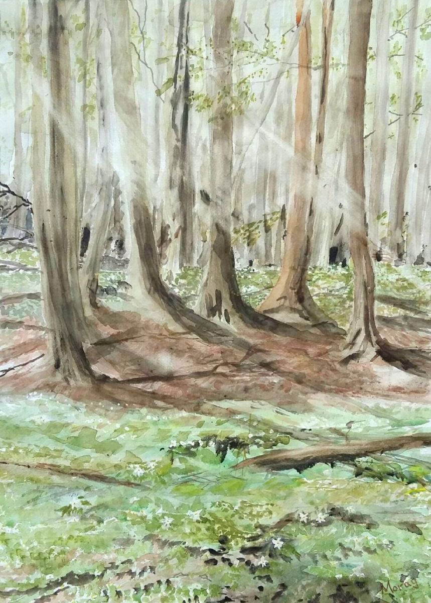 Forest Floor in Springtime by Morag Paul