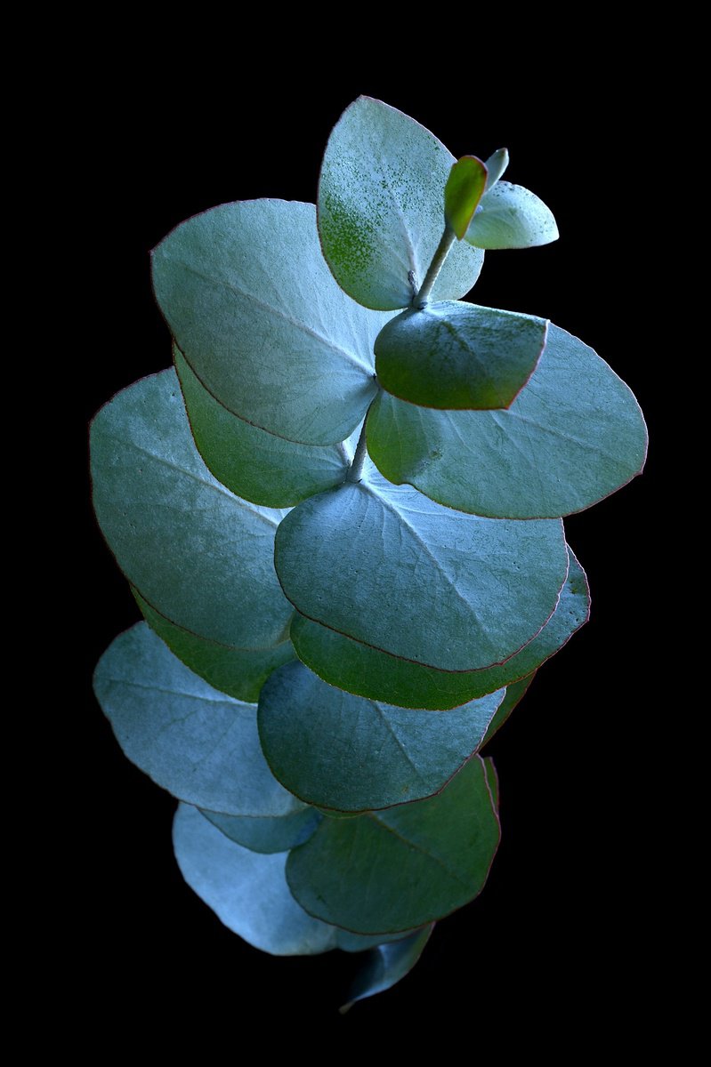Photorealistic Photograph , Eucalyptus Silver Dollar Leaves By Nadia Culph, 24 X 35, Artwork For Sale On Artfinder