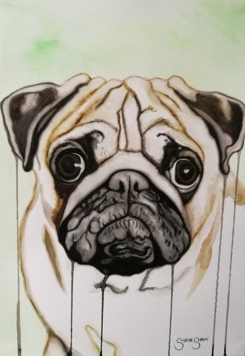 Drippy Pug. Free Shipping by Steven Shaw