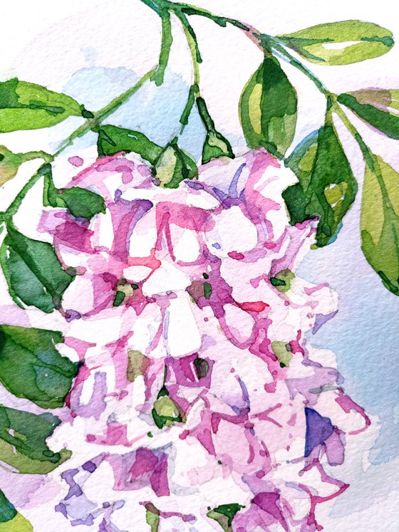 "Sprig of blossoming pink acacia" original watercolor painting