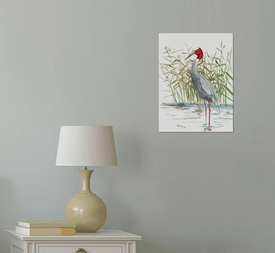 Sarus Crane